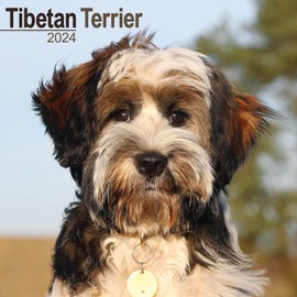 Tibetan Terrier Calendar 2024 | Square Dog Breed Wall Calendar - 16 Month