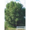 CZ Grain 40 Hybrid Aussie Willow Tree Cuttings - Fastest