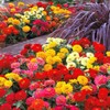 1000 Zinnia Seeds Compound Petals Multi-Color Premium Seeds True Classic