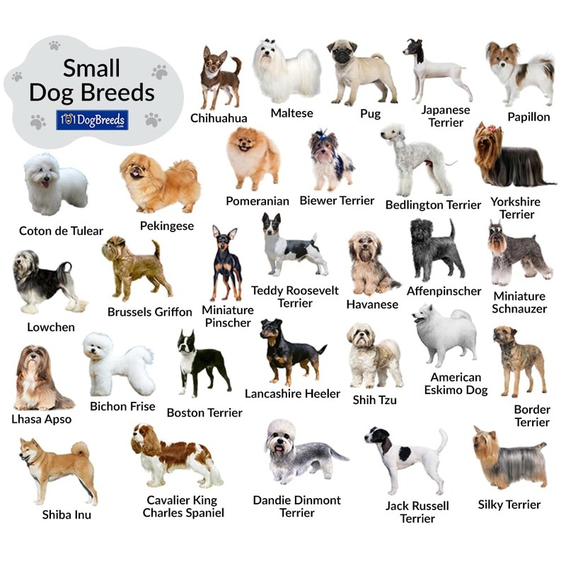 Everything Chic Luxury Small Dog Bandana – Designer Puppy Scarf