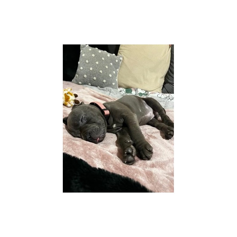 Active Casual Dog Collar in Cotton & Mesh Design, Lightweight