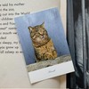 Cat Postcard Photo Japanese Pheasant Siamese Cat White Cat Interior