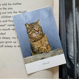 Cat Postcard Photo Japanese Pheasant Siamese Cat White Cat Interior Postcard Fine Paper Present