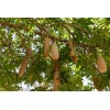 CZ Grain 10 Sausage Tree Seeds Kigelia africana