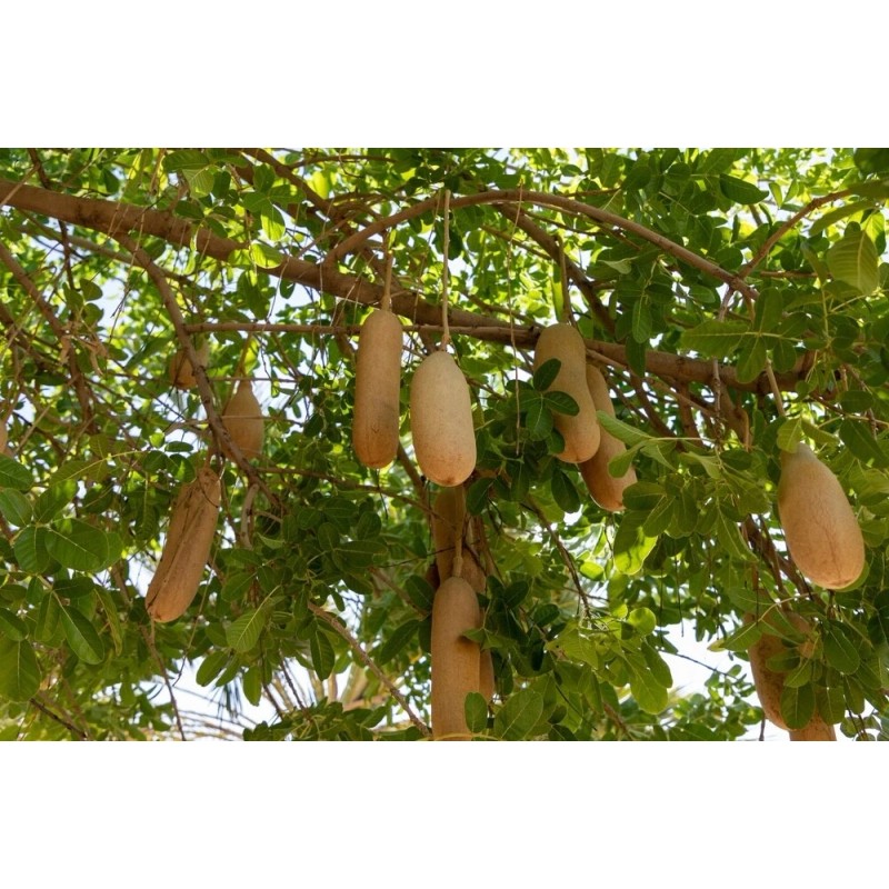 CZ Grain 10 Sausage Tree Seeds Kigelia africana
