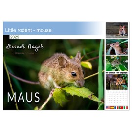 Little rodent - mouse (Monthly Wall Calendar 2025 11.7" x 16.5" (open)), CALVENDO 14 Month Calendar