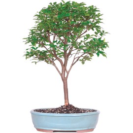 Brussel's Live Jaboticaba Indoor Bonsai Tree - 6 Years Old; 10" to 14" Tall with Decorative Container