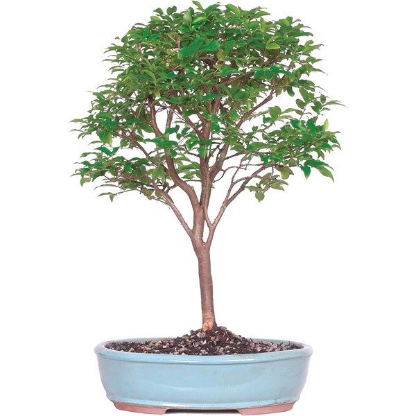 Brussel's Live Jaboticaba Indoor Bonsai Tree - 6 Years Old; 10" to 14" Tall with Decorative Container