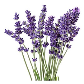 LAVENDER ESSENTIAL OIL AROMATHERAPY GLASS BOTTLE 0.5 OZ 1 OZ (Type: 0.5 OZ(15 ML) GLASS DROPPER)