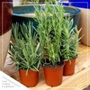 Live Aromatic and Edible Herb - Lavender (4 Per Pack),