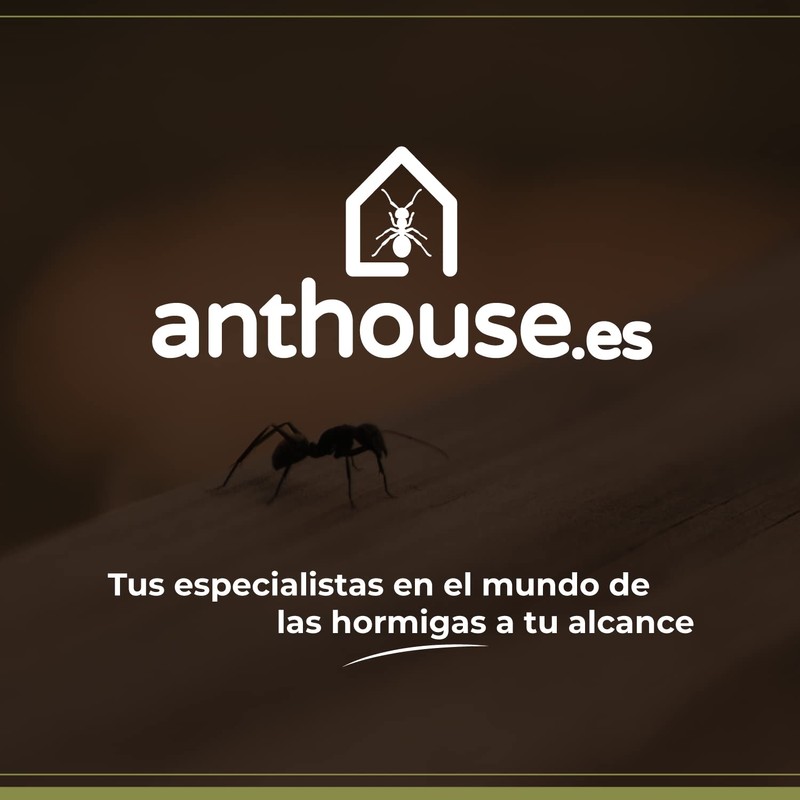 AntHouse - 3D Ant Farm Made of Sand Grey T