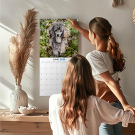2025 Toy Poodle Calendar - Dog Breed Wall Calendar - 12 x 24 Open - Thick No-Bleed Paper - 14 Month Planner Calendar Organizing & Planning