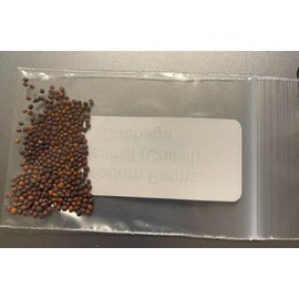 Mai's Family 500+ Napa Cabbage Michihili Heading Chinese Cabbage Non-GMO Fresh Garden Seeds