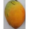 Tree Pina Colada Dwarf TREE GRAFTED 2-4 Ft Tall.Ship To