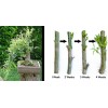 Willow Tree Black Willow Tree Bonsai! Exotic Cutting Starter with