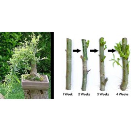 Willow Tree Black Willow Tree Bonsai! Exotic Cutting Starter with instructions!