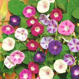 Morning Glory Purple Mix Seeds – Ipomoea Purpurea | Annual | Fast-Growing Climbing Vine with Stunning Purple Blooms