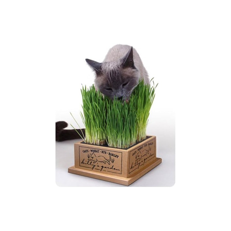 Smartcat 3844 Kitty’S Garden Edible Grass Planter 6.8 x 6.2
