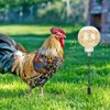 AIXXCUVQ 2piece Coop Interactive Slow Feeder Toy Chicken Enrichment Essential