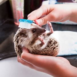 2 Pieces Hedgehog Bathing Brush with Nail Toenail Clipper with Magnifier Round Head Cleaning Bath Brush Nail Clipper Trimmer for Pet Hamster Small Animal