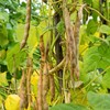 Organic Pinto Bean Seeds - USDA Organic, Non-GMO, Open Pollinated,