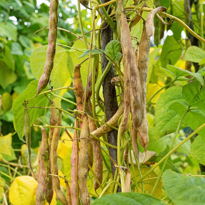 Organic Pinto Bean Seeds - USDA Organic, Non-GMO, Open Pollinated,