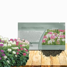 Outsidepride Mix Cleome Seeds - 1000 Pcs Annual Flower Seeds with Large, Airy, Spidery Blooms, Drought Tolerant Spider Plant for Xeriscaping, Flower Bed, Border, Pollinator, & Cut Flower Garden