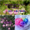 Floral Babydoll Preserved Flowers Rainbow Rose Jewelry Case