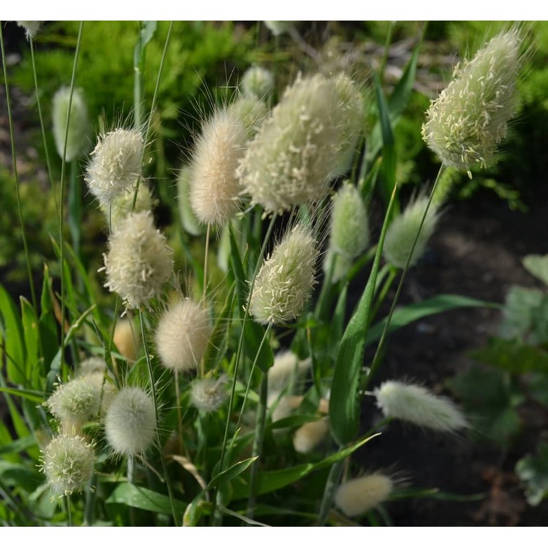 22Day Seeds: Seeds Bunny Tail/Annual Ornamental Plant Grass