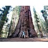 40 GIANT SEQUOIA Sequoiadendron Giganteum Sierra Redwood Tree Seeds