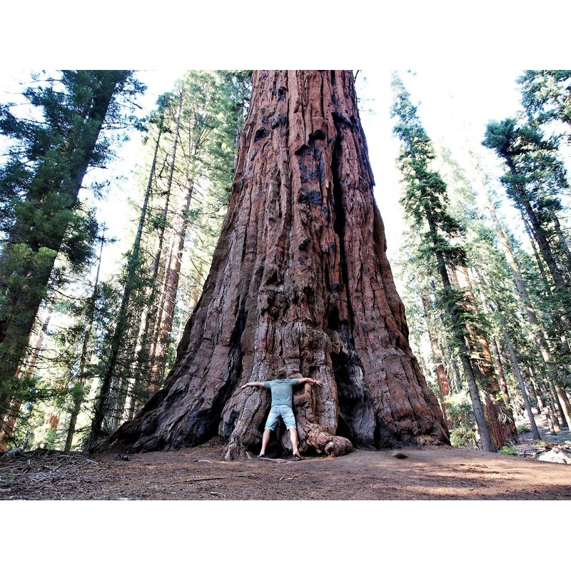 40 GIANT SEQUOIA Sequoiadendron Giganteum Sierra Redwood Tree Seeds
