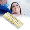 1:1 Scale Permanent Tooth Model 32pcs Dual Colors Permanent Resin