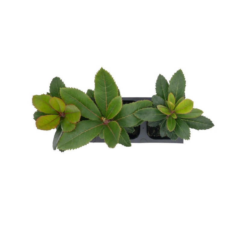 3 Live Strawberry Tree Plants (Arbutus Unedo) – Sweet Resilient