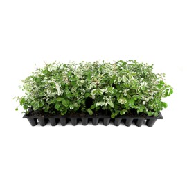 Breynia Snow Bush Key West Plants | 3 Live Seedlings | Breynia disticha | Flowering Accent | Sun Loving Garden Variety