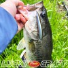 Lucky Craft Flash Minnow 80SP Fishing Lure (0596 Baitfish Silver)