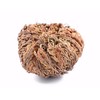 Rose of Jericho Flower - Miracle Resurrection Plant – Pack