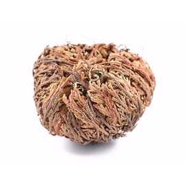Rose of Jericho Flower - Miracle Resurrection Plant – Pack of 6- by Natural Farms