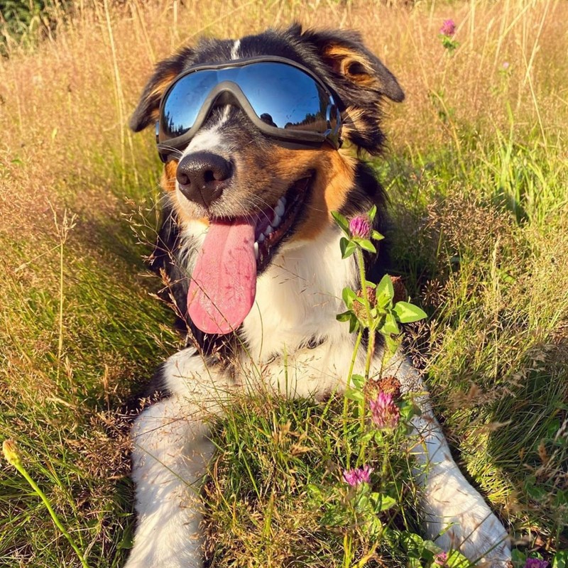 PETLESO Dog Goggles for Large Breeds, UV Protection Dog Sunglasses