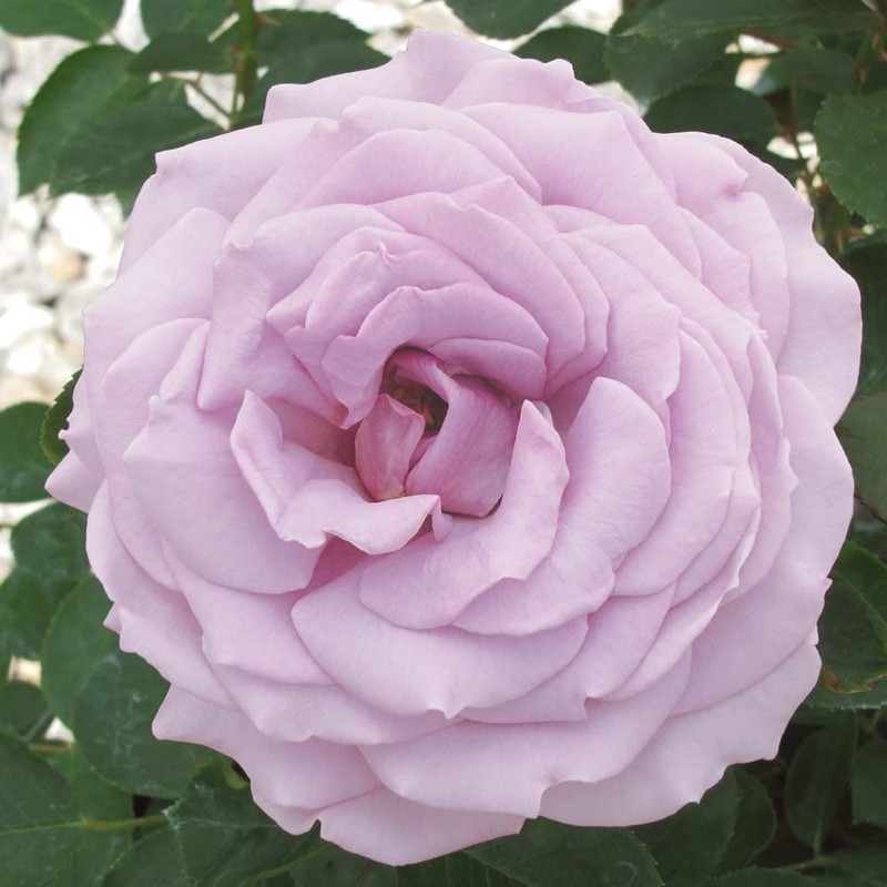 Heirloom Roses Koko Loko Rose Plant - Brown/Multi Colored Rose