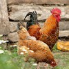 Chicken Wire 15.7 in x 393.7 in Poultry Wire Netting