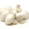 White Button Mushroom (Agaricus bisporus) Liquid Culture for Mushroom Cultivation