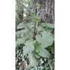 Burdock Seeds 200/ $9.95 +$4,75 Shipp Wild Crafted In Us
