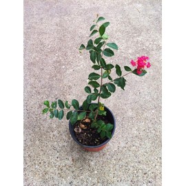 6 Pack - Red Flowering Crape Myrtle Trees - Lagerstroemia - Quart Container - 6-12 Inches Tall
