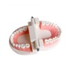 PVC Dental Care Model Dentist Adult Child Teeth Standard Teaching