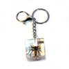 Real Spider Cube Keychain