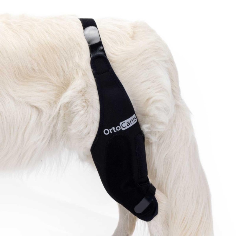 Ortocanis - Knee Brace for Dogs with Ligament Rupture and