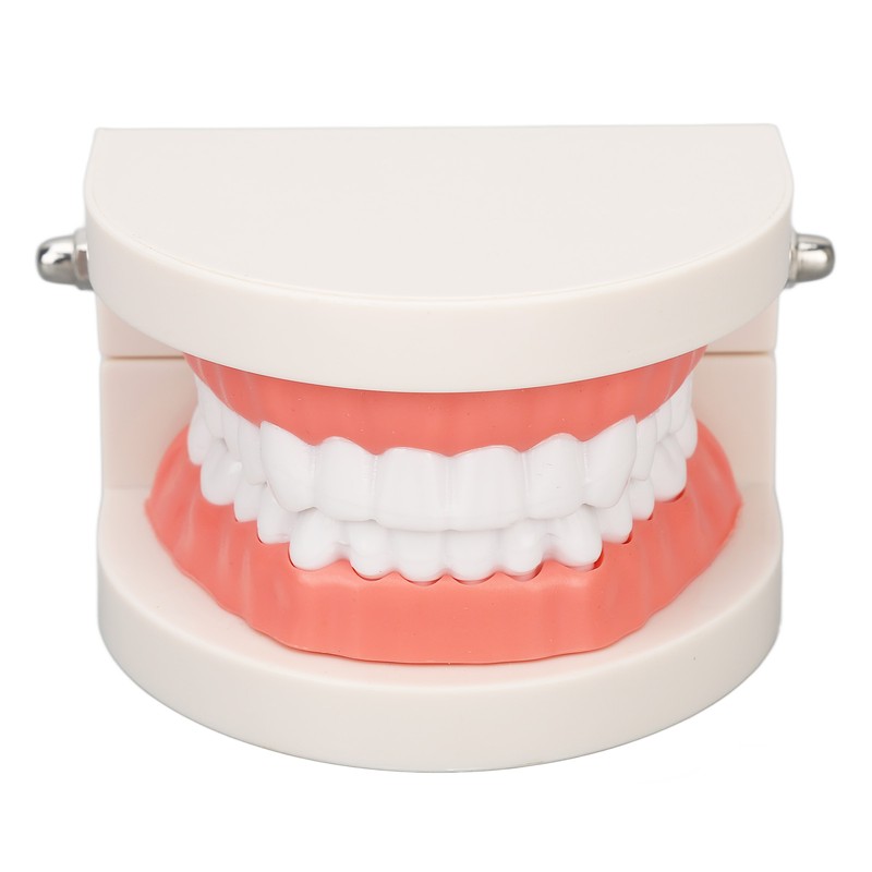 Dental Disease Caries Teeth Model Resin Simulation Teaching Prop Dental