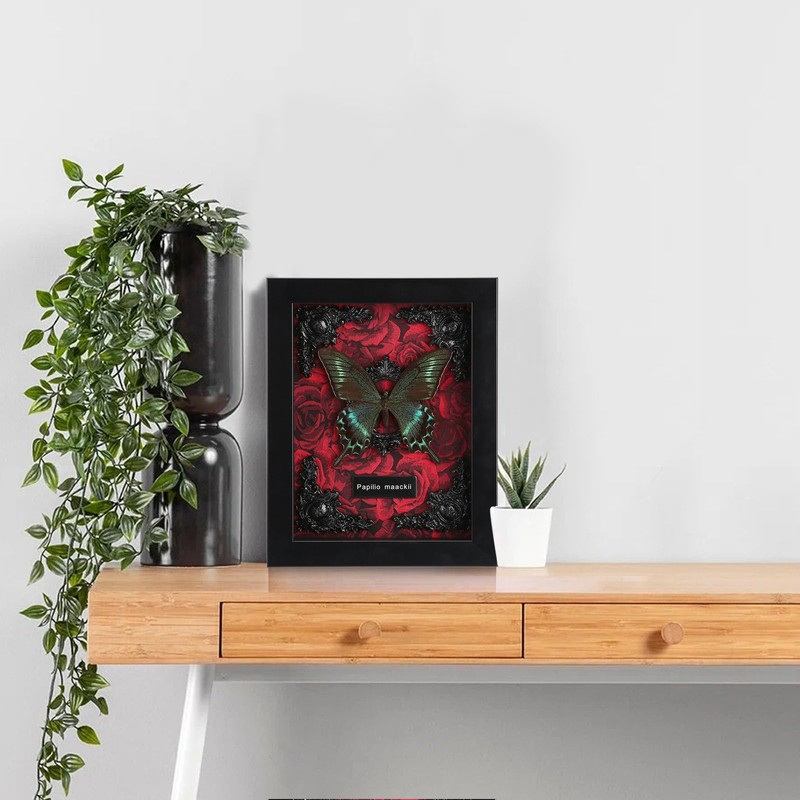 Real Butterfly Framed Butterfly Taxidermy - Butterfly Shadow Box, Real