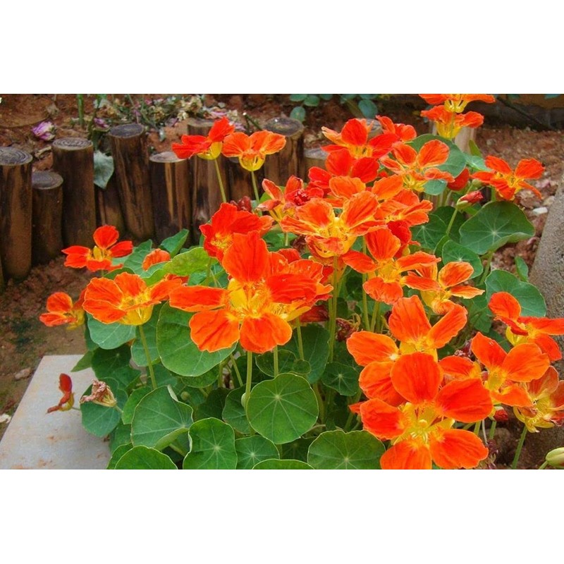 50 Pcs Nasturtium (Tropaeolum Nanum) Flower Seeds Non-GMO Plant