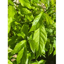 Fresh Avocado Leaves | Aguacate | – 100% Natural Culinary & Medicinal Herb – 5 Whole Leaves for Cooking, Tea, and Wellness – Pesticide-Free, Handpicked, Aromatic| Certified Fresh From Florida